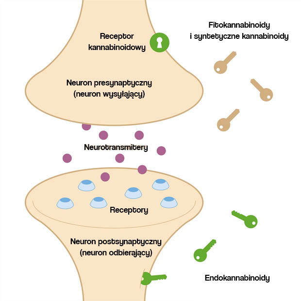 układ endokannabinoidowy - receptory kannabinoidowe