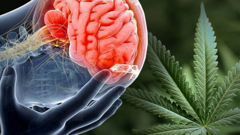 marihuana chroni mózg