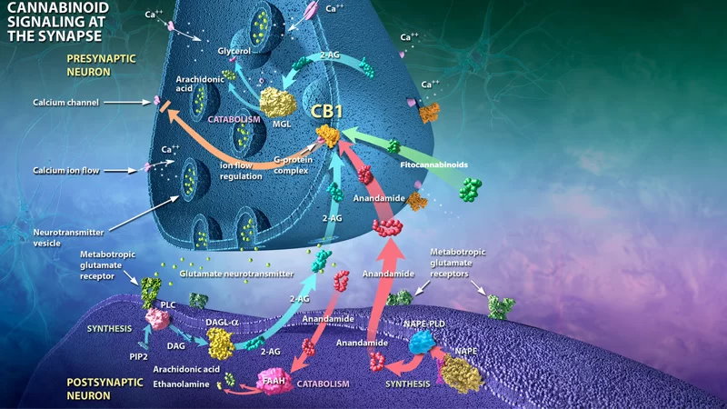 receptory kannabinoidowe i ich działanie - receptor CB1