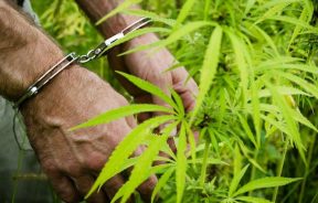 wyrok za leczenie marihuaną