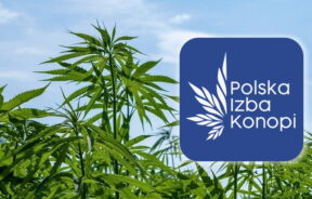 Polska Izba Konopi w odpowiedzi na potrzeby branży konopnej