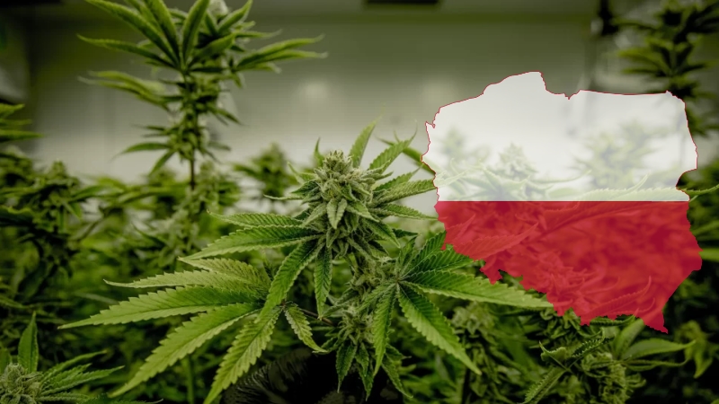 zakup medycznej marihuany w Polsce